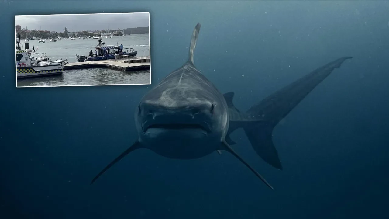 Kayalıklardan atlarken köpek balığının vahşi saldırısına uğradı! 