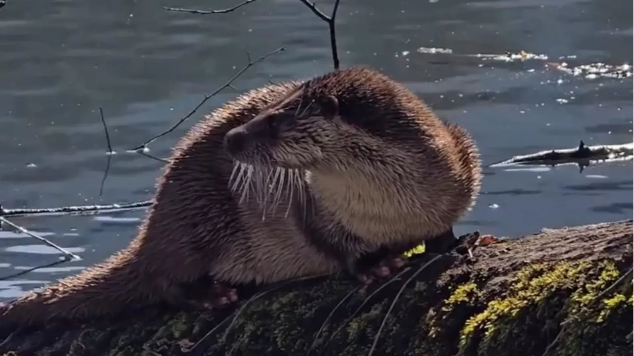 Nesli tükenmek üzere! Bolu'da görüntülendi 