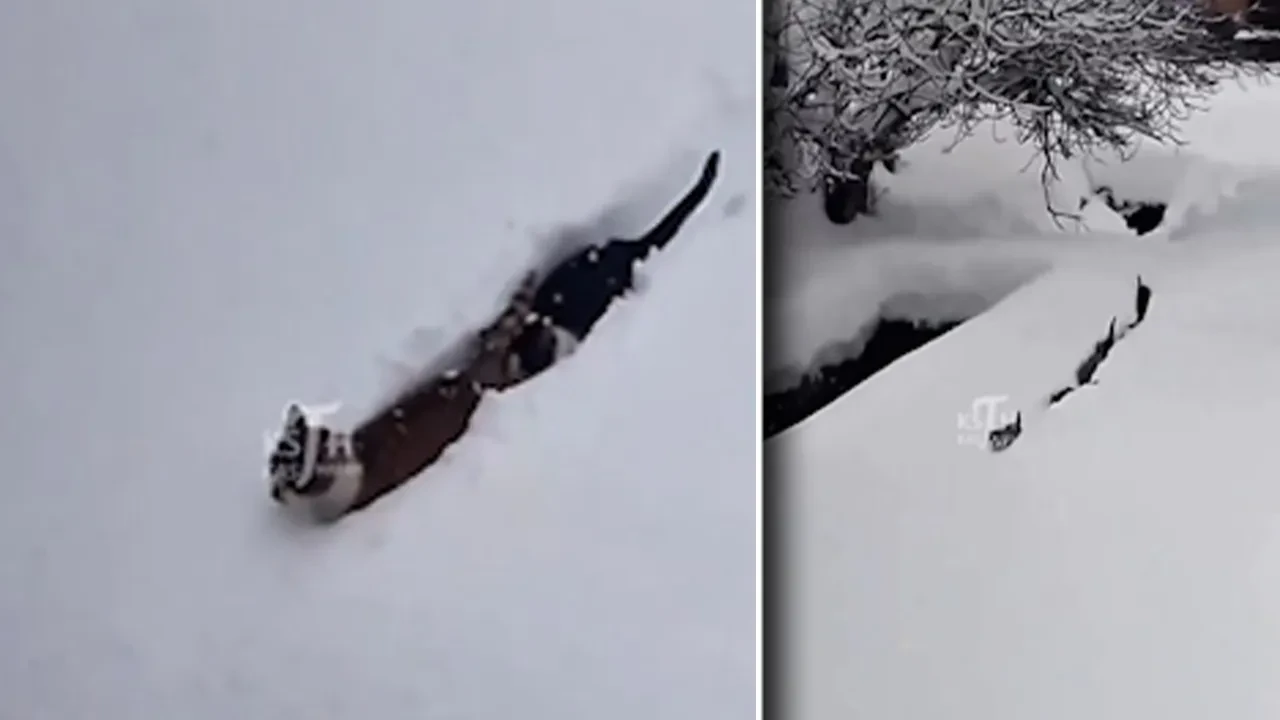 İmamın seslenişiyle tüm kediler karlı yolları aşıp geldi! 'Bunlara can kurban, sizi seviyorum' 