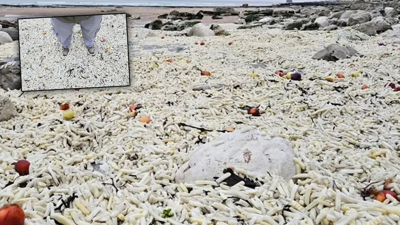 Patates tsunamisi karaya vurdu, sahil doldu taştı, görenlerin ağzı açık kaldı