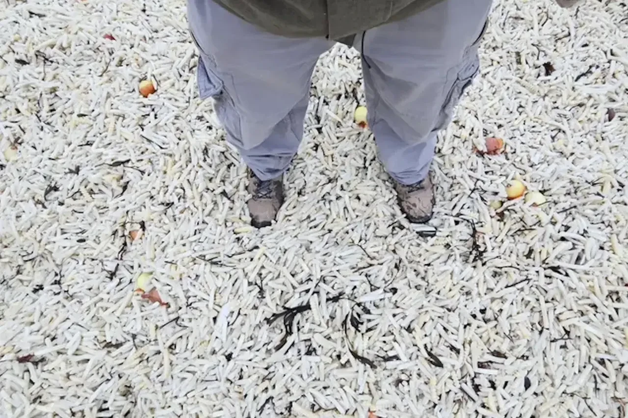 Patates tsunamisi karaya vurdu, sahil doldu taştı, görenlerin ağzı açık kaldı