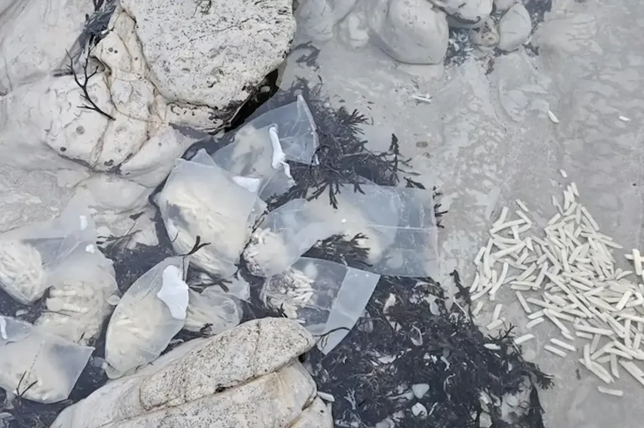 Patates tsunamisi karaya vurdu, sahil doldu taştı, görenlerin ağzı açık kaldı