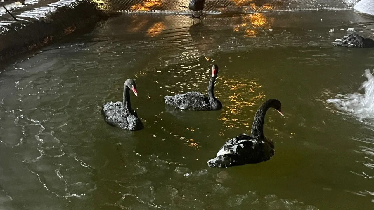 Ankara adeta dondu! Hava sıcaklığı eksi 11'i gördü: Kuğulu Park buz tuttu 