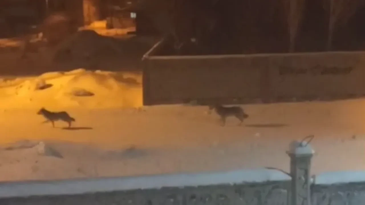 Başkale'de kurtlar sokağa indi! O anlar kamerada