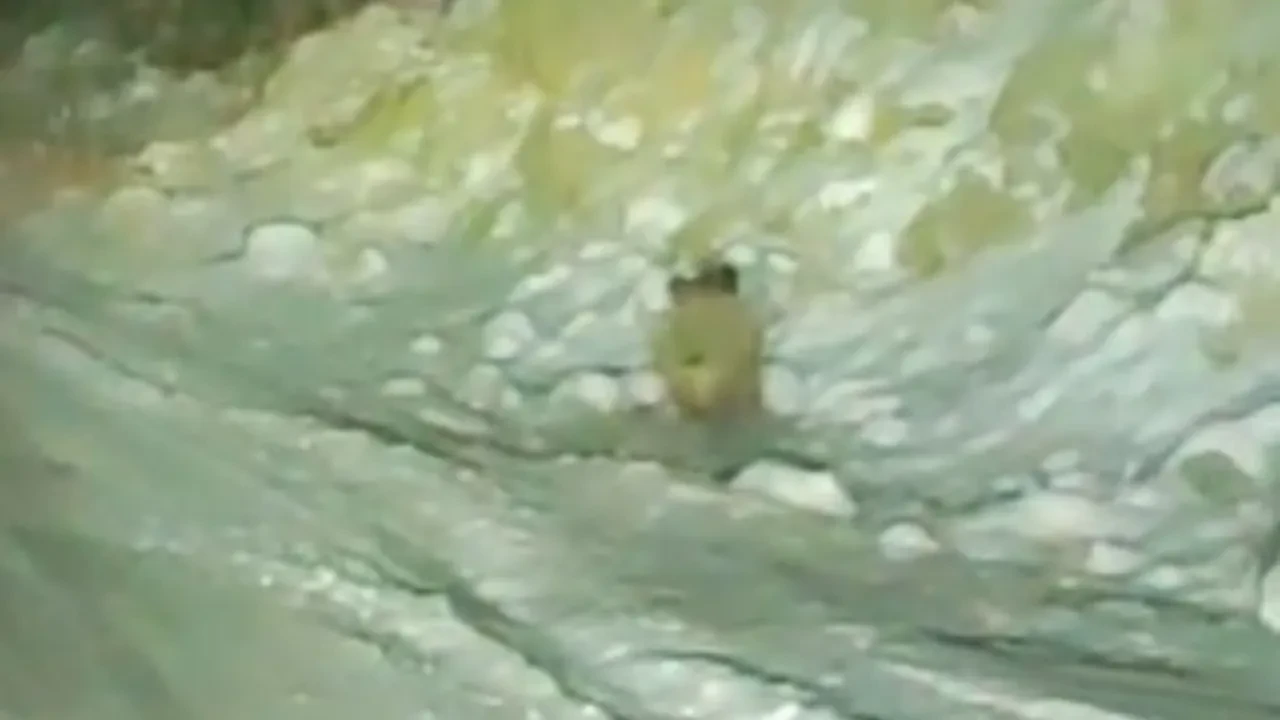 Yaban domuzu kara yoluna indi!