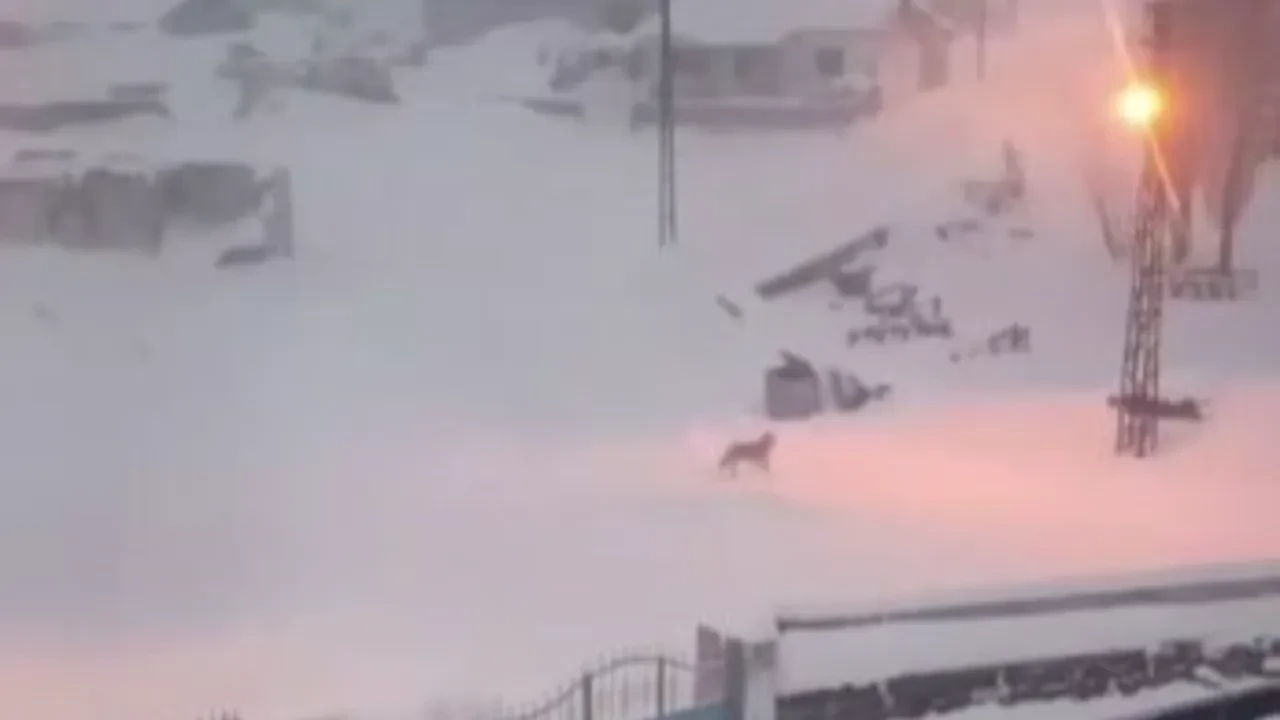 Aç kalan kurtlar köye indi, mahalleliye dehşeti yaşattı: Korku dolu anlar kamerada!