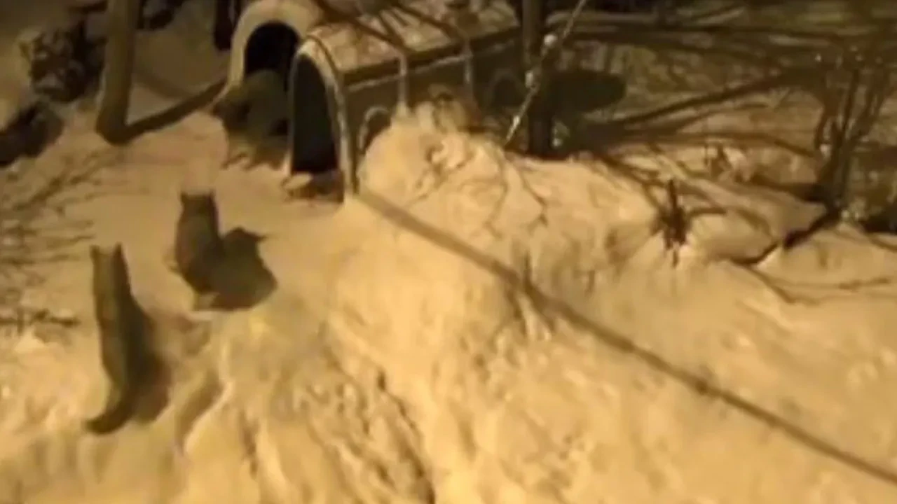 Bekçi köpeği 6 kurda cesurca karşı koydu! İşte meydan okuma anları