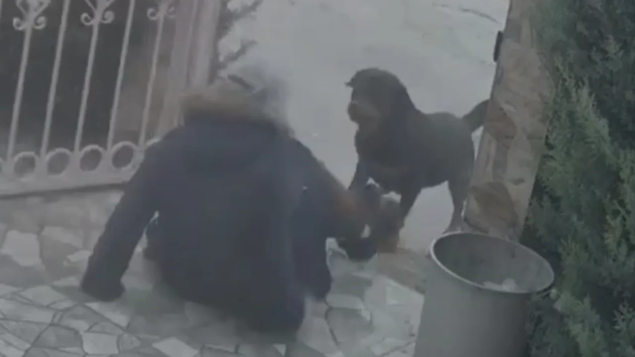 Köpeklerin saldırısına uğrayan kadın canını zor kurtardı