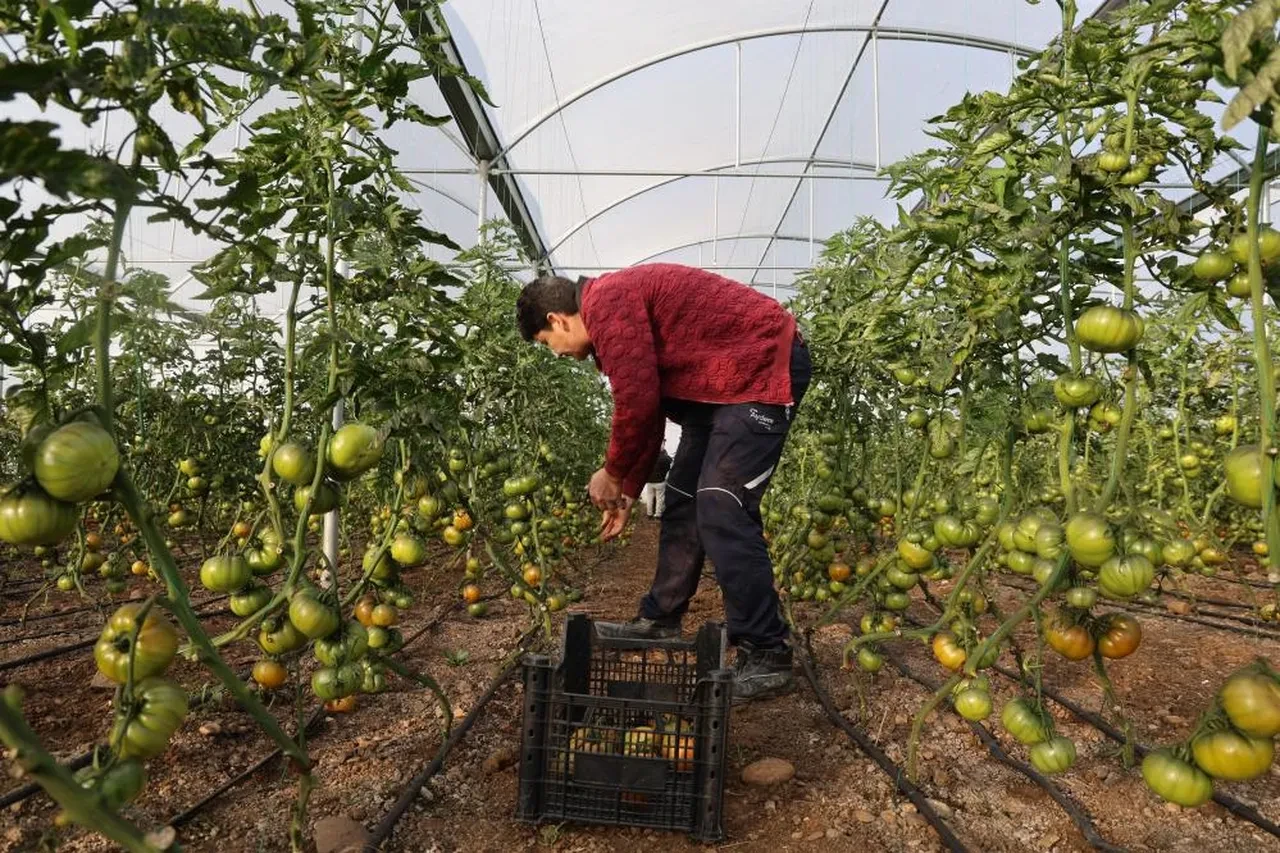 Şehirde asgari ücret yerine köyde kendi işlerini kurdular! 'Sezonda 300-400 bin TL getirisi oluyor'