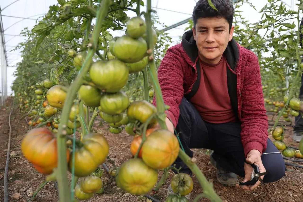 Şehirde asgari ücret yerine köyde kendi işlerini kurdular! 'Sezonda 300-400 bin TL getirisi oluyor'