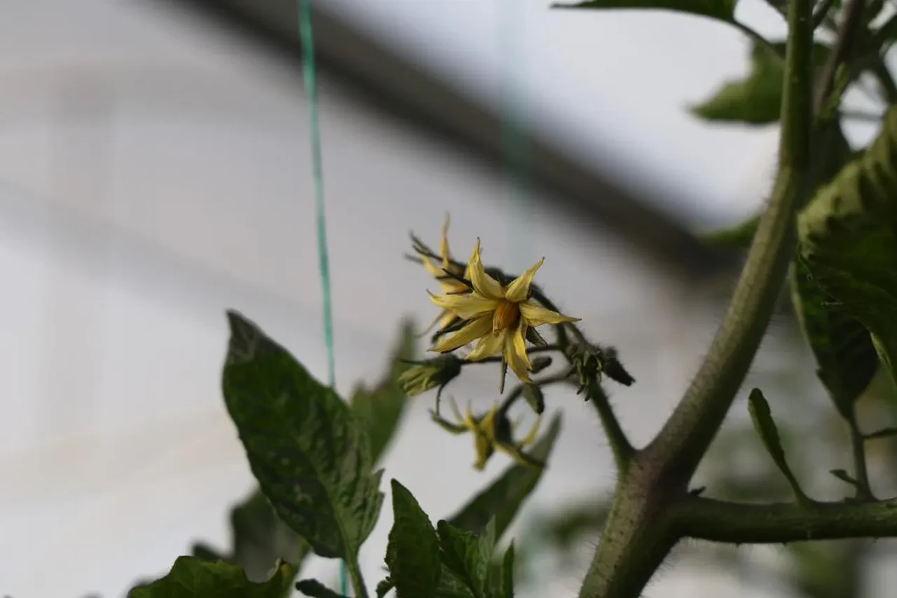 Şehirde asgari ücret yerine köyde kendi işlerini kurdular! 'Sezonda 300-400 bin TL getirisi oluyor'