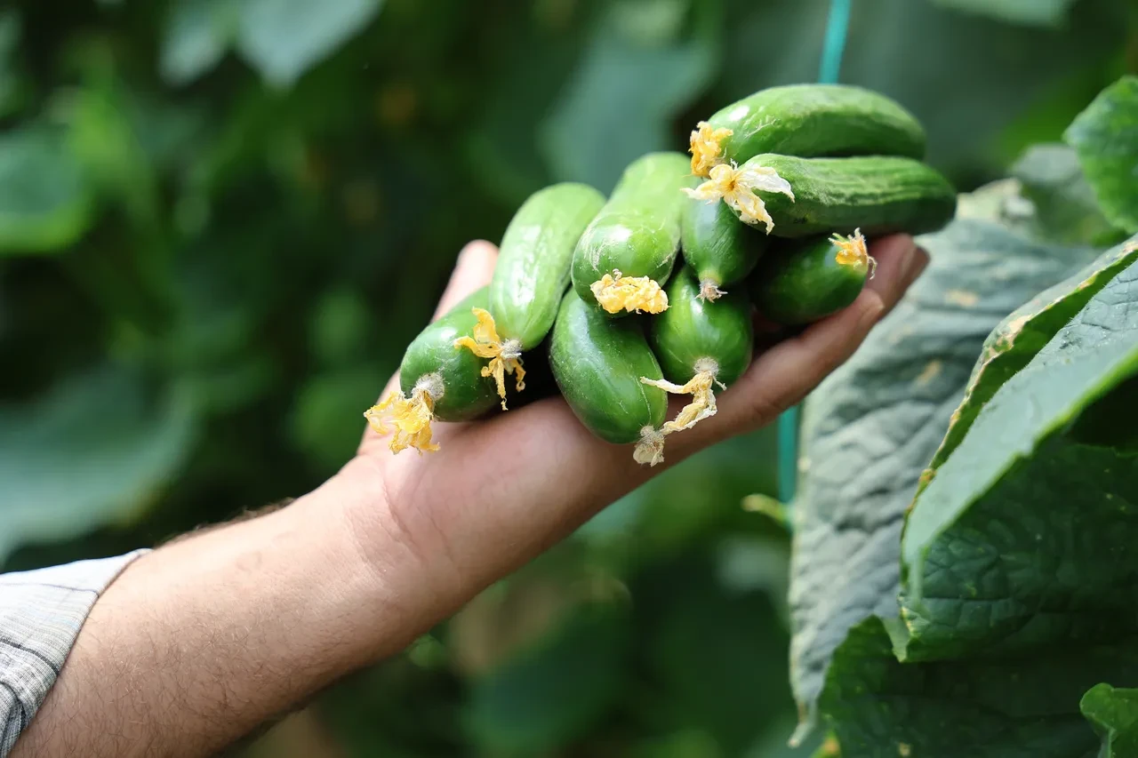  B-Reçete çalışmaları 