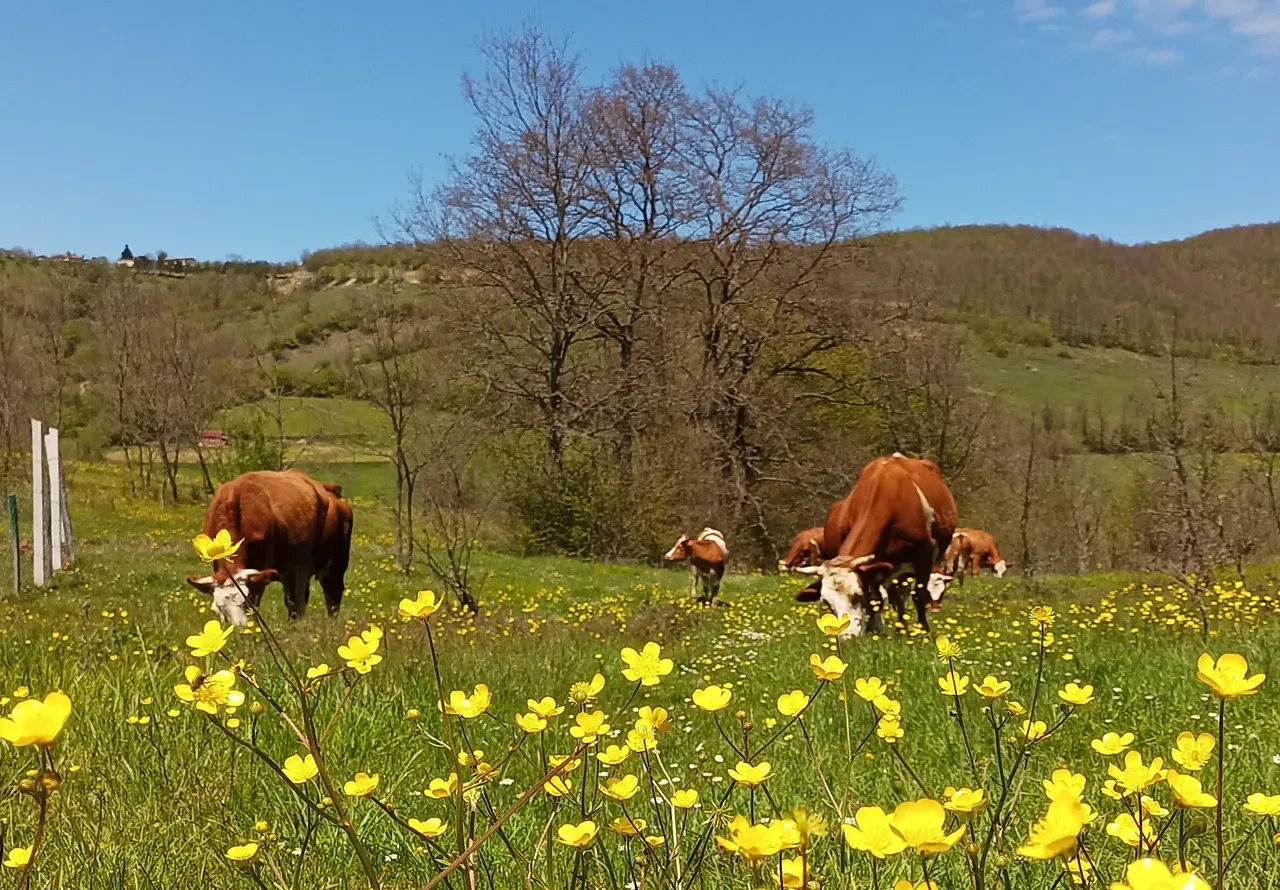 B-Reçete ne zaman uygulanmaya başlanacak?