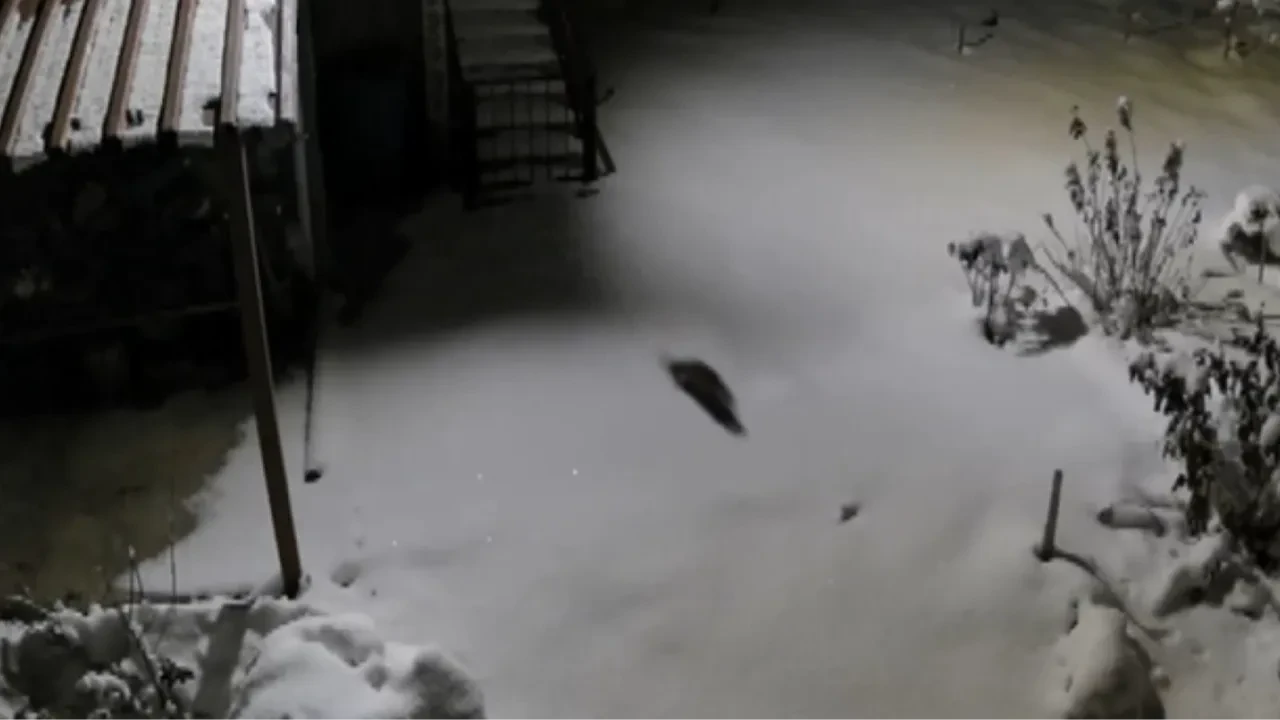 Yoğun kar, davetsiz misafirleri kapı açtı! Aç kalan kaya sansarı evlerin yanına kadar geldi