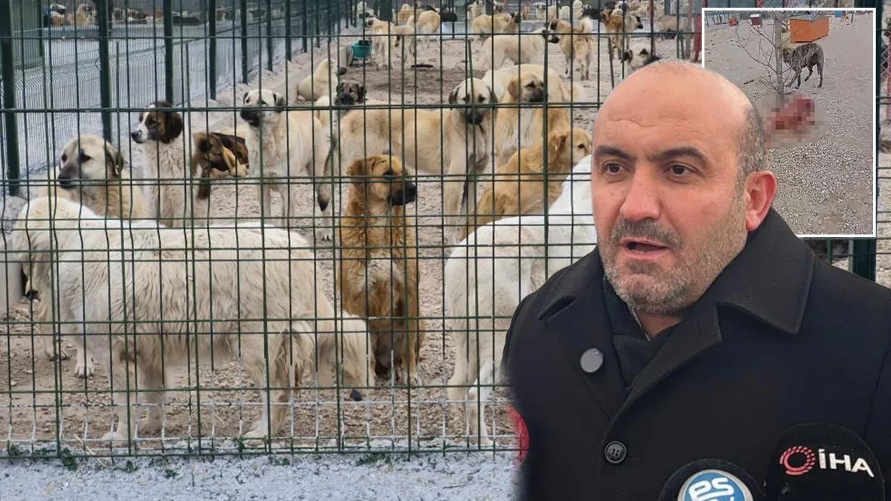 Eskişehir'de kan donduran görüntüler: Aç kalan köpekler birbirini parçaladı! Belediyeye hayvanseverlerden sert tepki