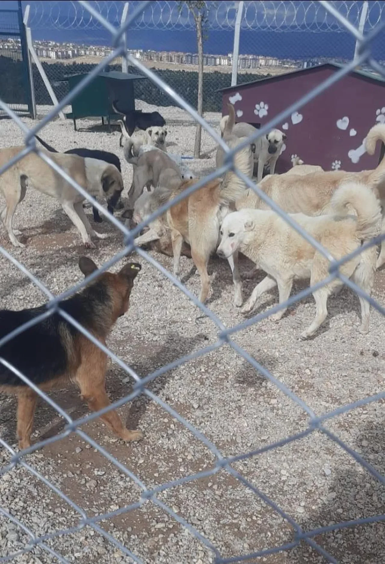 Eskişehir'de kan donduran görüntüler: Aç kalan köpekler birbirini parçaladı! Belediyeye hayvanseverlerden sert tepki