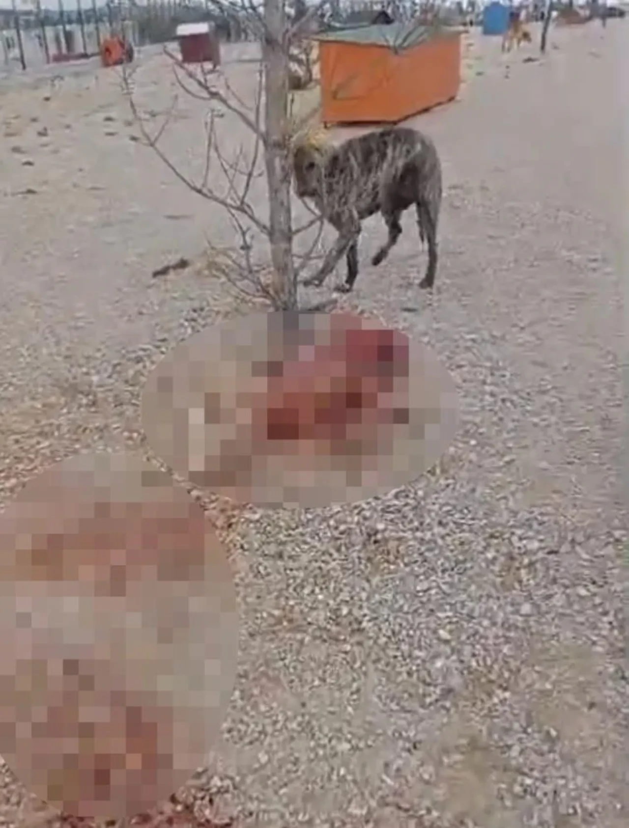 Eskişehir'de kan donduran görüntüler: Aç kalan köpekler birbirini parçaladı! Belediyeye hayvanseverlerden sert tepki