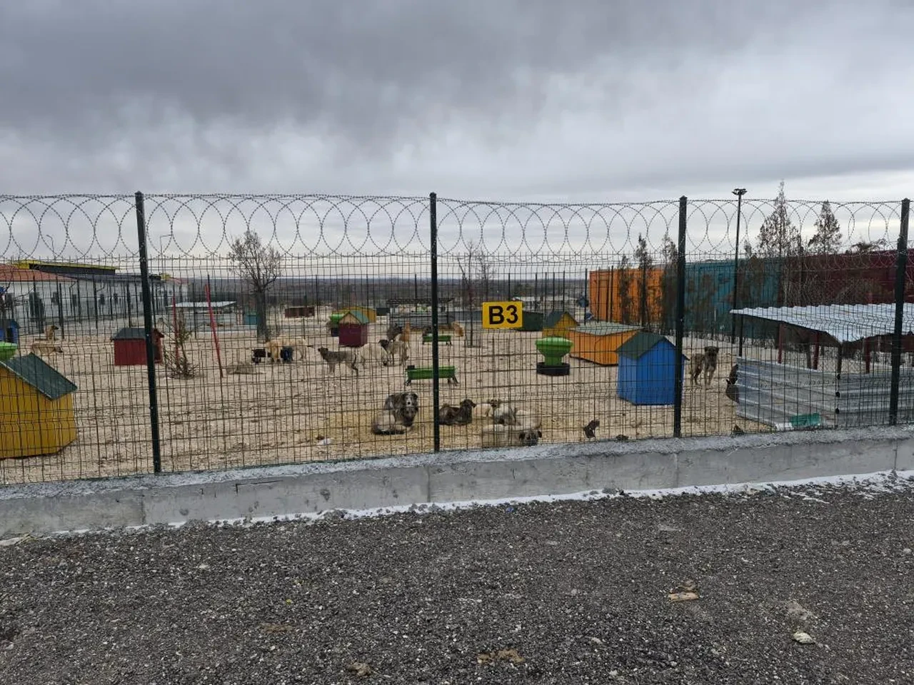 Eskişehir'de kan donduran görüntüler: Aç kalan köpekler birbirini parçaladı! Belediyeye hayvanseverlerden sert tepki