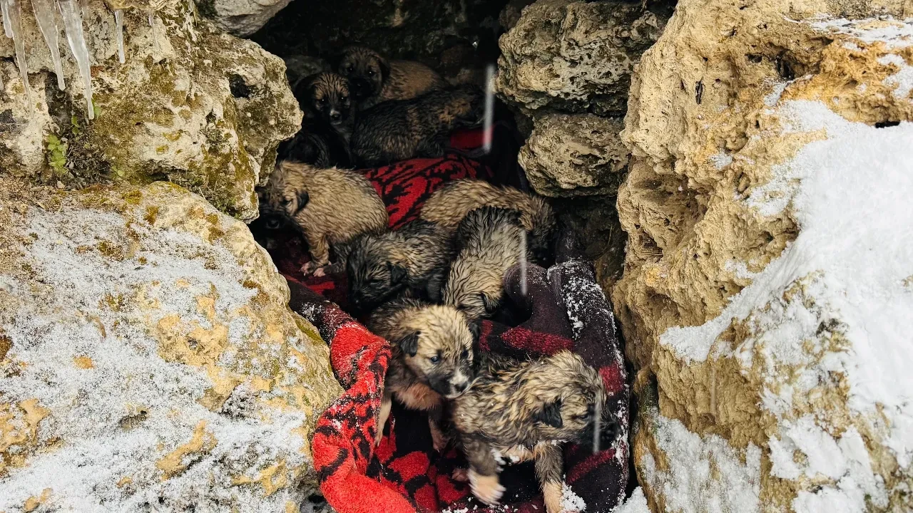 Köpek yavruları donmak üzereyken kurtarıldı