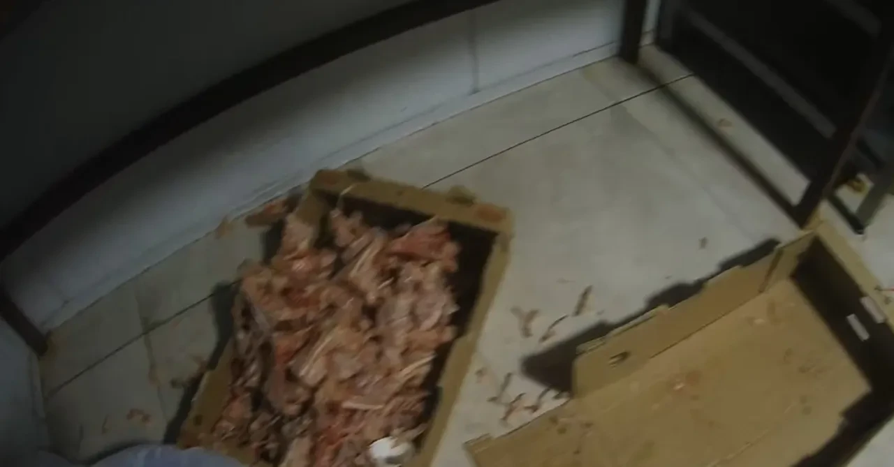 Tavuk parçalama tesisine suçüstü! Görüntüler mide bulandırdı 