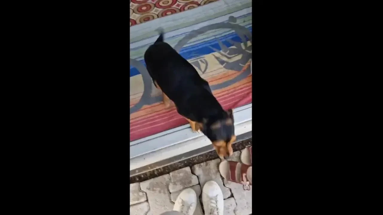 Viral olan sevimli köpeğin ikinci videosu paylaşıldı!