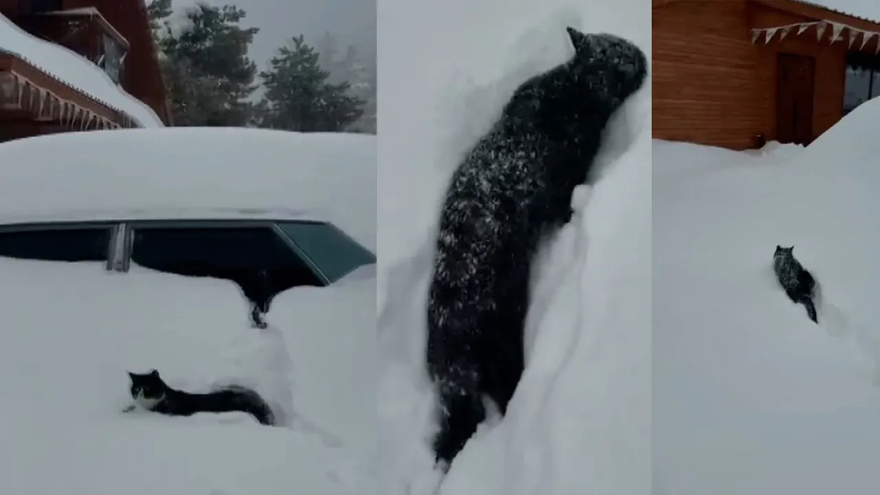 Kahramanmaraş'ta minik kedinin kar mücadelesi kameralara yansıdı