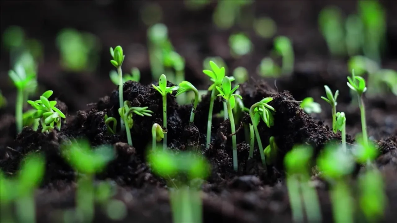 Salon bitkileriniz kış uykusunda mı yoksa ölüyor mu? Yaprakları küsen çiçeği canlandıran 'Muz Kabuğu' suyu