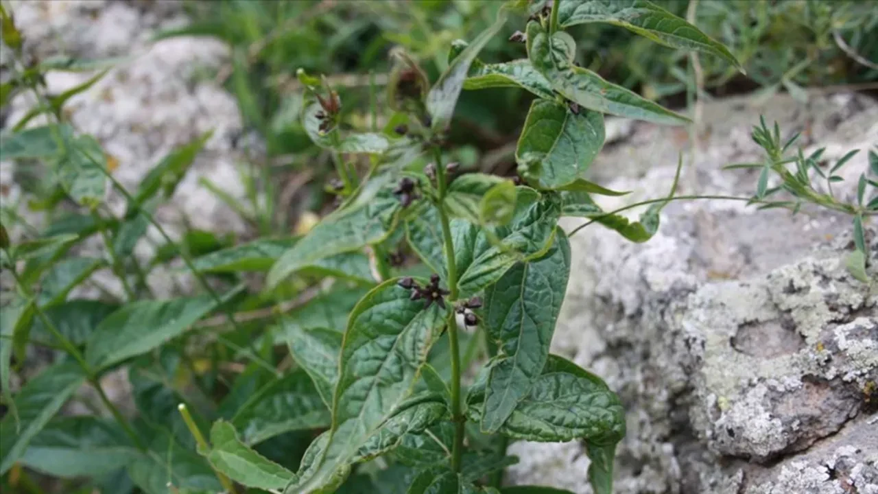 Salon bitkileriniz kış uykusunda mı yoksa ölüyor mu? Yaprakları küsen çiçeği canlandıran 'Muz Kabuğu' suyu