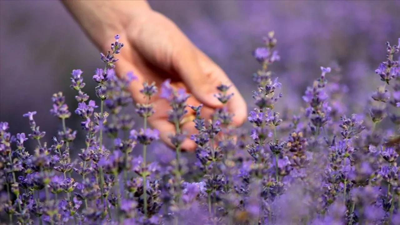 Yatak odasında 'lavanta kesesi' bulundurmak sadece koku için değil: Uykuya dalma süresini yarıya indiren etki