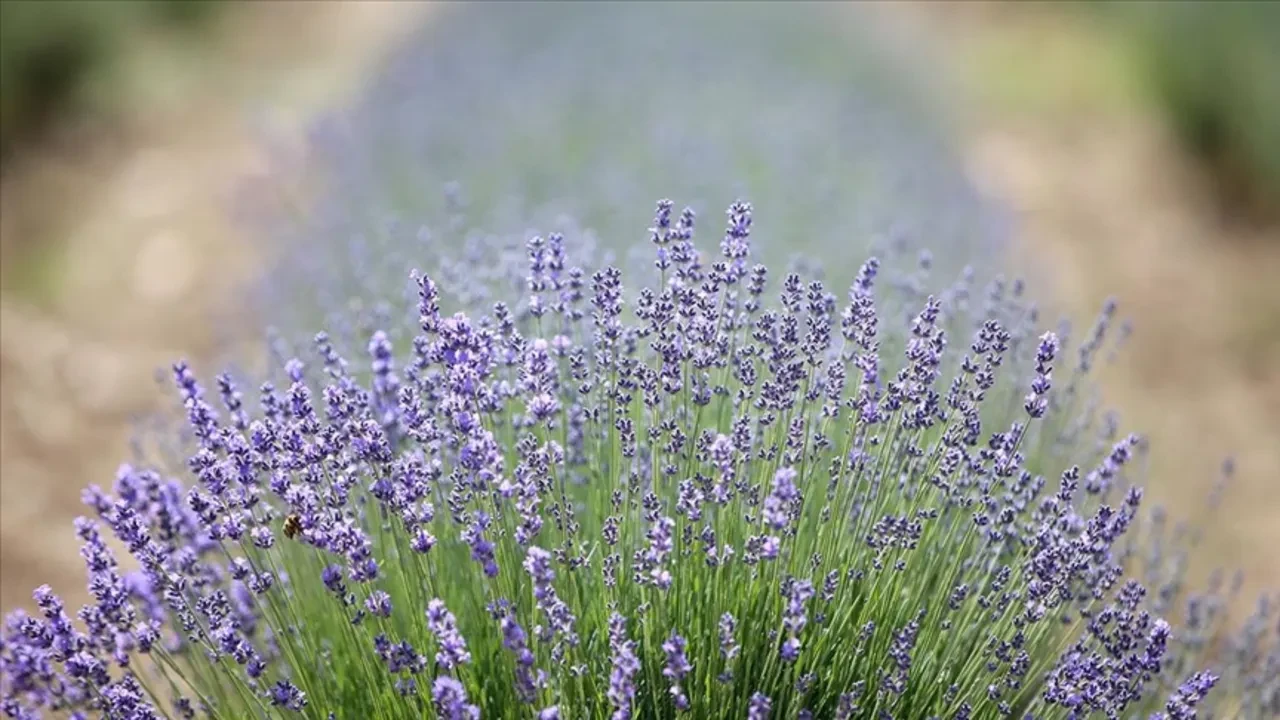 Yatak odasında 'lavanta kesesi' bulundurmak sadece koku için değil: Uykuya dalma süresini yarıya indiren etki