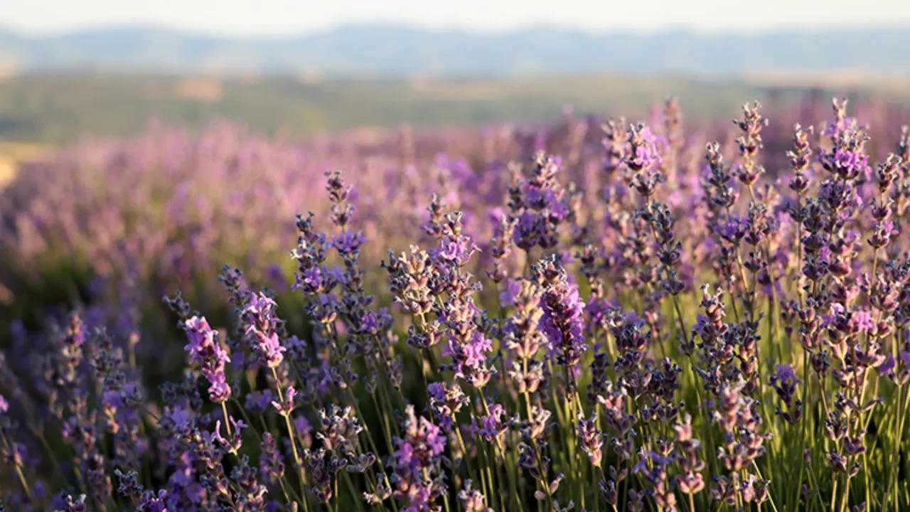 Yatak odasında 'lavanta kesesi' bulundurmak sadece koku için değil: Uykuya dalma süresini yarıya indiren etki