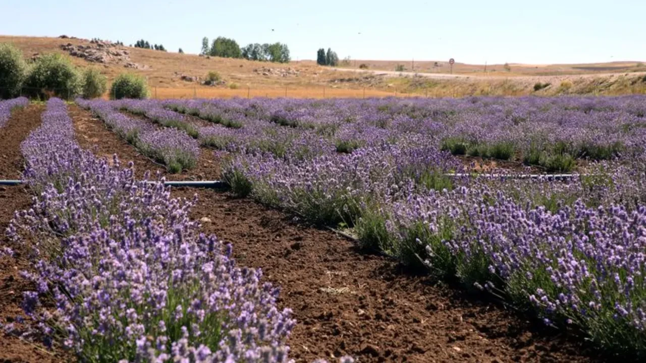 Yatak odasında 'lavanta kesesi' bulundurmak sadece koku için değil: Uykuya dalma süresini yarıya indiren etki