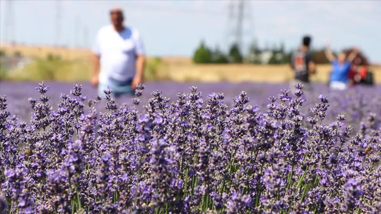 Yatak odasında 'lavanta kesesi' bulundurmak sadece koku için değil: Uykuya dalma süresini yarıya indiren etki