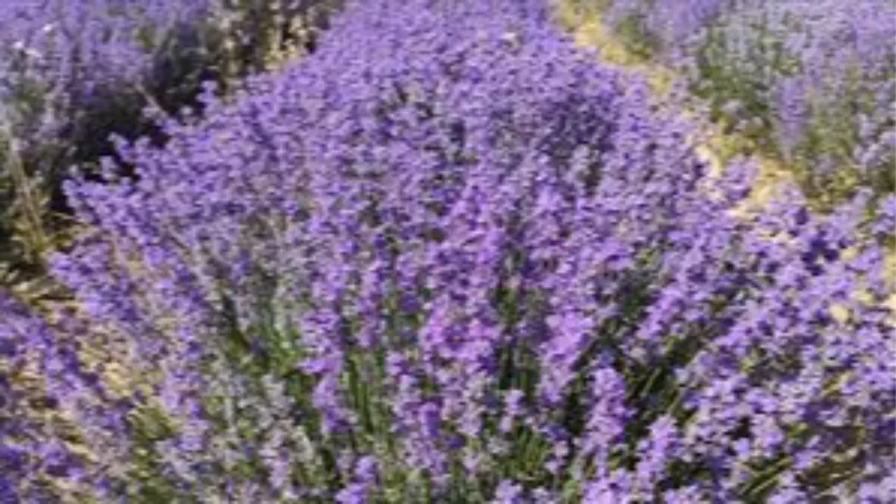 Yatak odasında 'lavanta kesesi' bulundurmak sadece koku için değil: Uykuya dalma süresini yarıya indiren etki