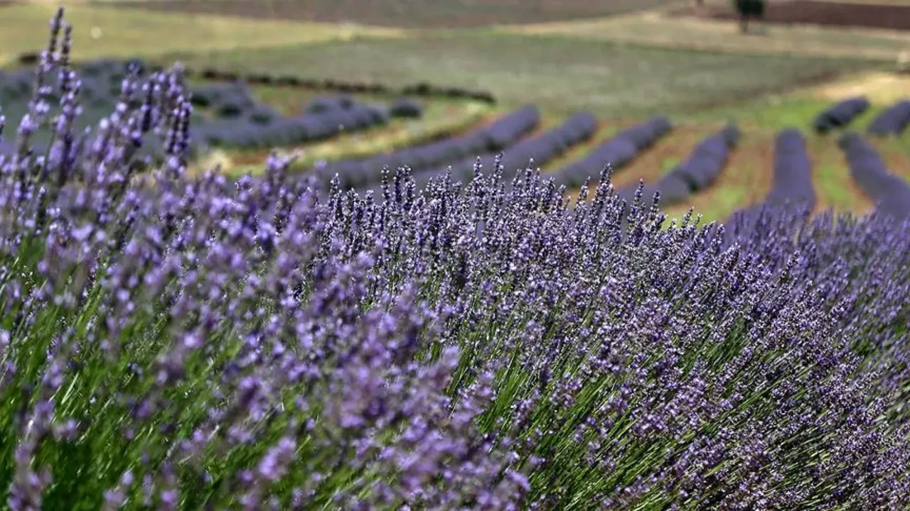 Yatak odasında 'lavanta kesesi' bulundurmak sadece koku için değil: Uykuya dalma süresini yarıya indiren etki