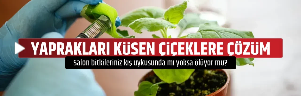 YAPRAKLARI KÜSEN ÇİÇEKLERE ÇÖZÜM