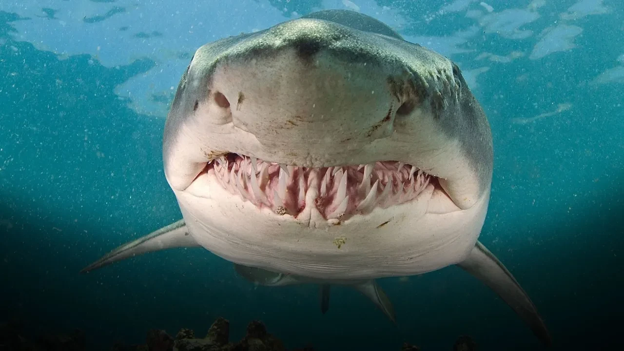 Avustralya'da köpek balığı faciası! Doğum gününe günler kalan çocuk hayatını kaybetti