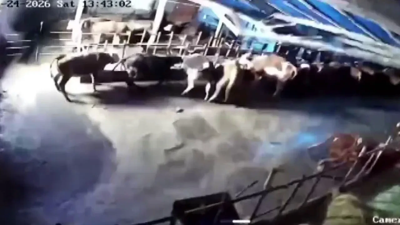 Çökme anı kamerada! Ahırın çatısı karın ağırlığına dayanamadı