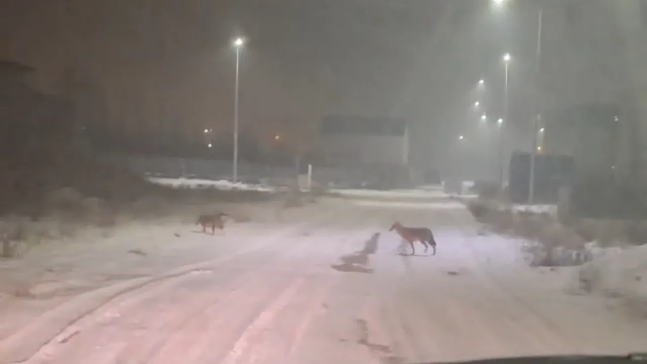 Kurtlar yerleşim alanlarına indi! Hayvancılıkla uğraşanlar tedirgin bekleyişte