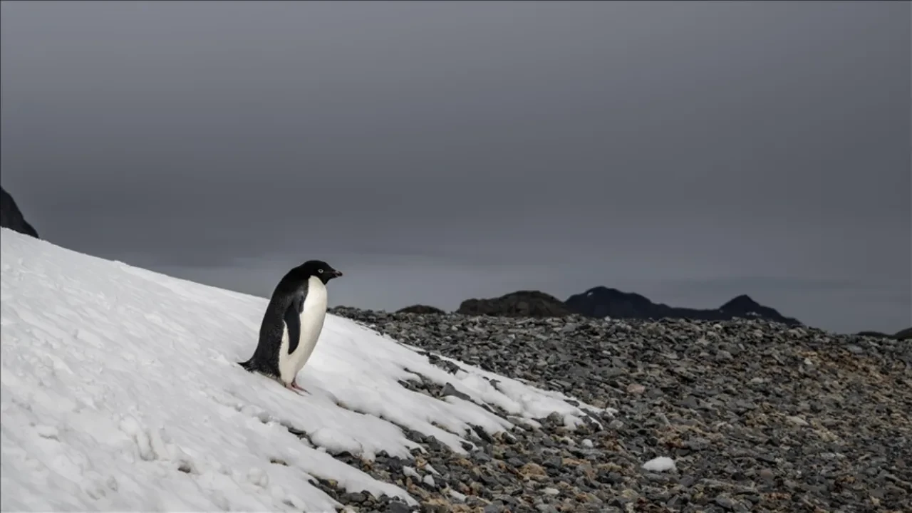 Penguen videosu ne anlama geliyor, nedir? Sosyal medyada gündem olan penguen videosunun anlamı