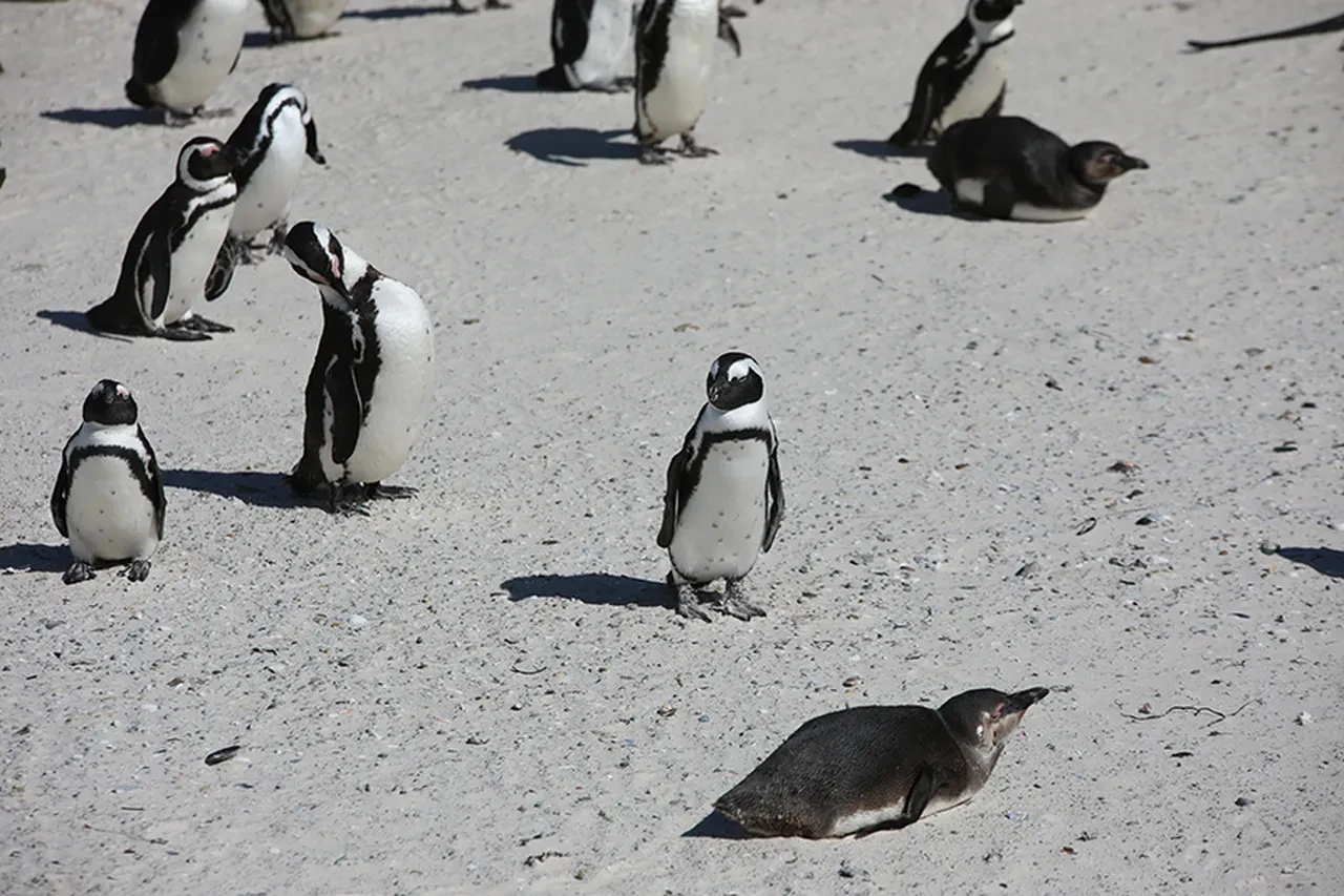 Penguen videosu ne anlama geliyor? Sosyal medyada gündem olan penguen olayının anlamı