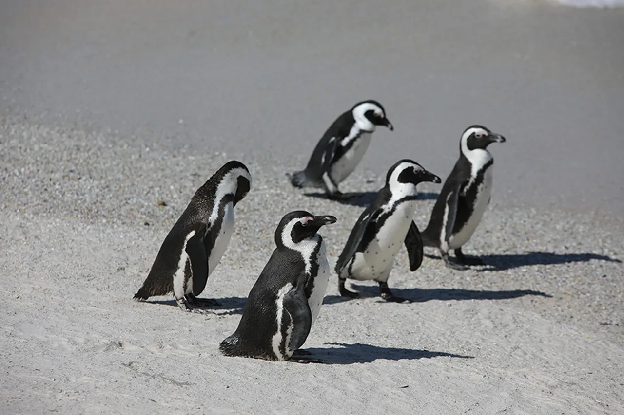Penguen videosu ne anlama geliyor? Sosyal medyada gündem olan penguen olayının anlamı