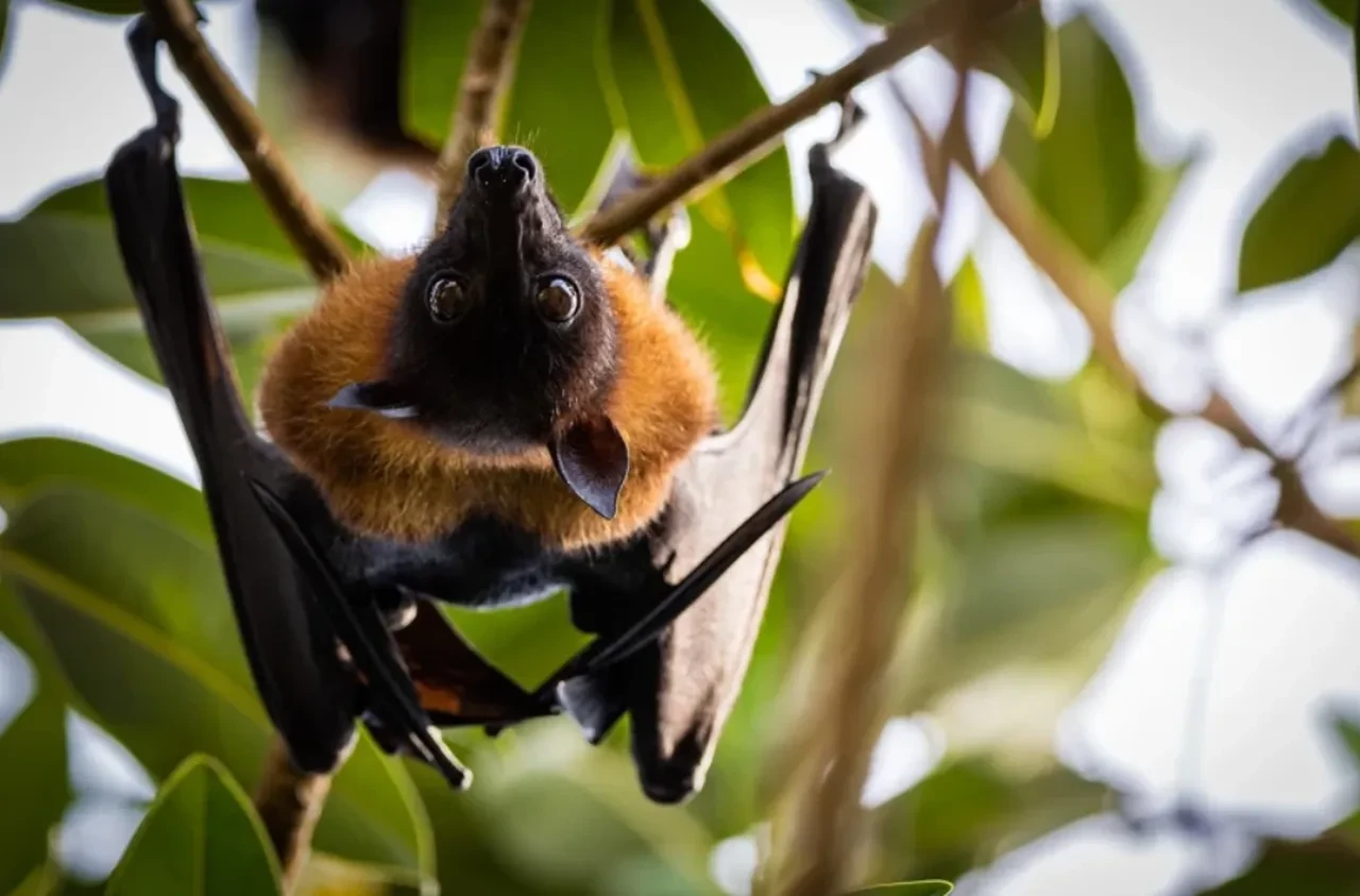 Yeni bir pandemi kapıda mı? Hindistan'da 100 kişi karantinaya alındı