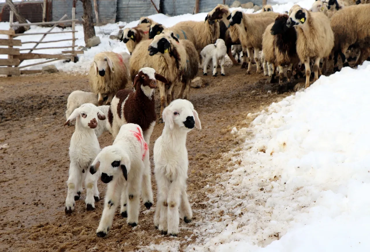 Dondurucu soğukta yürek ısıtan nöbet! Kuzular güvenli ellerde