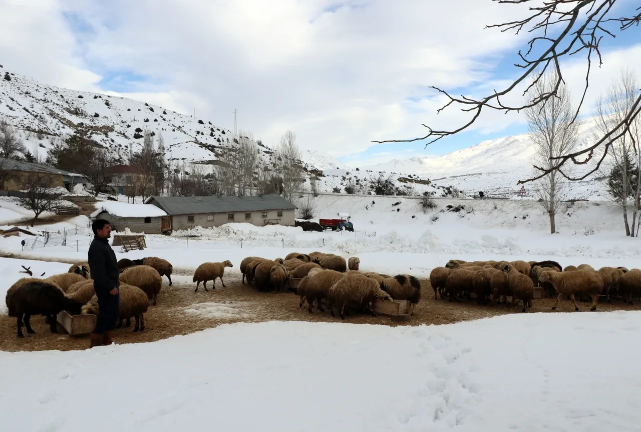 Dondurucu soğukta yürek ısıtan nöbet! Kuzular güvenli ellerde