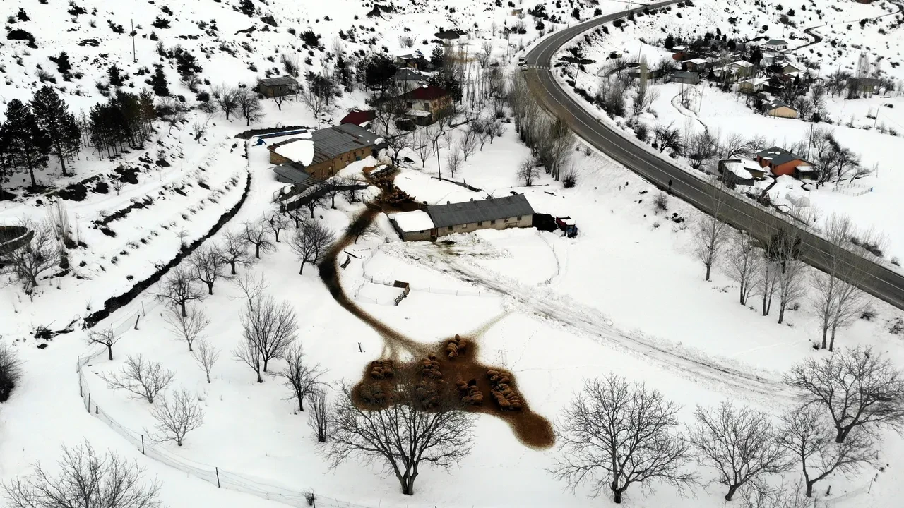 Dondurucu soğukta yürek ısıtan nöbet! Kuzular güvenli ellerde