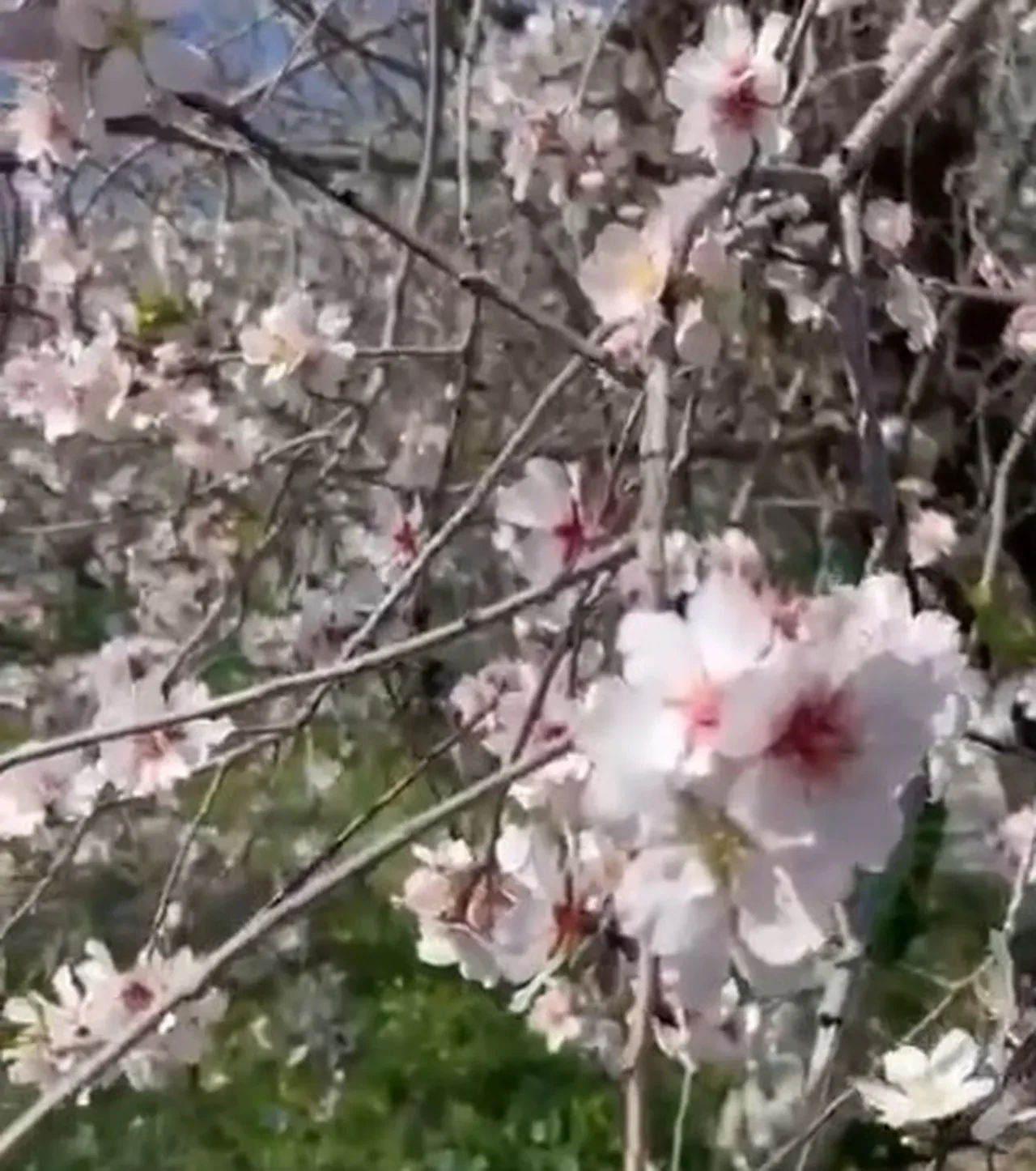 Muğla'da bir günde iki mevsim birden! Datça'da ağaçlar çiçek açtı Menteşe'de fırtına koptu