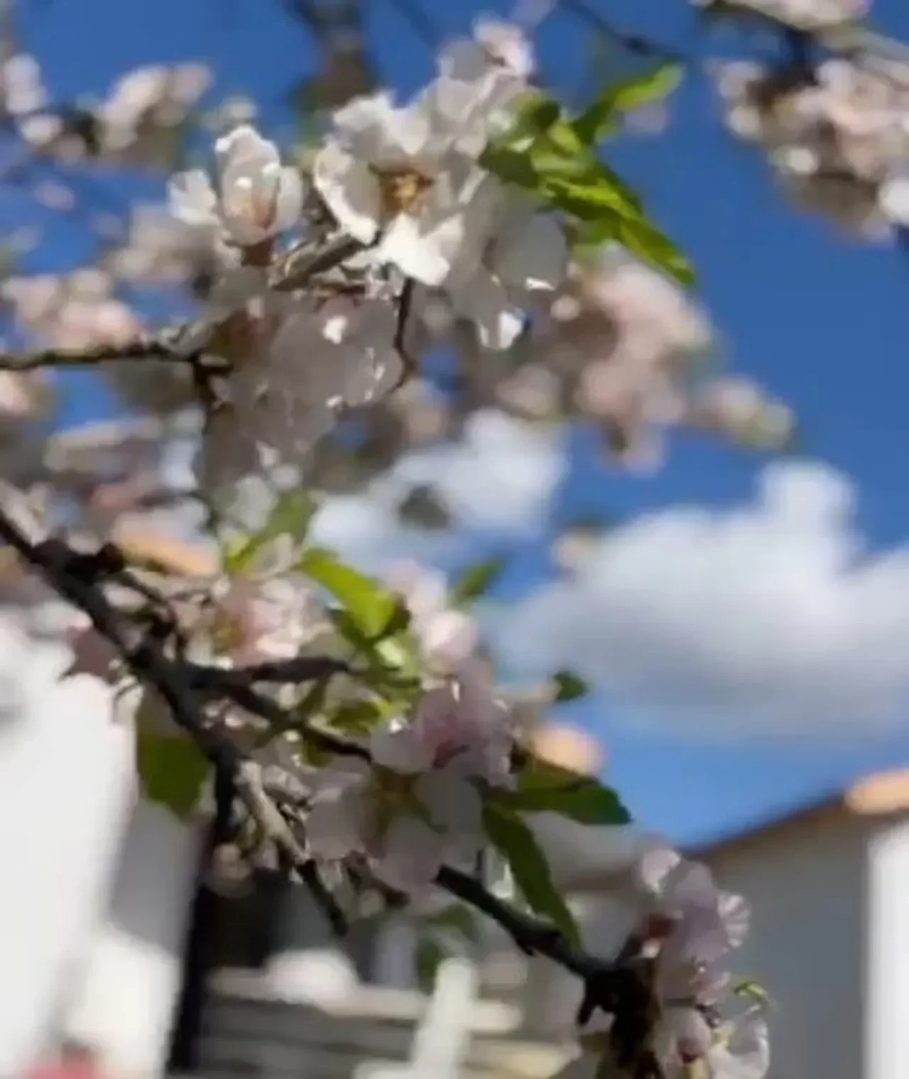 Muğla'da bir günde iki mevsim birden! Datça'da ağaçlar çiçek açtı Menteşe'de fırtına koptu