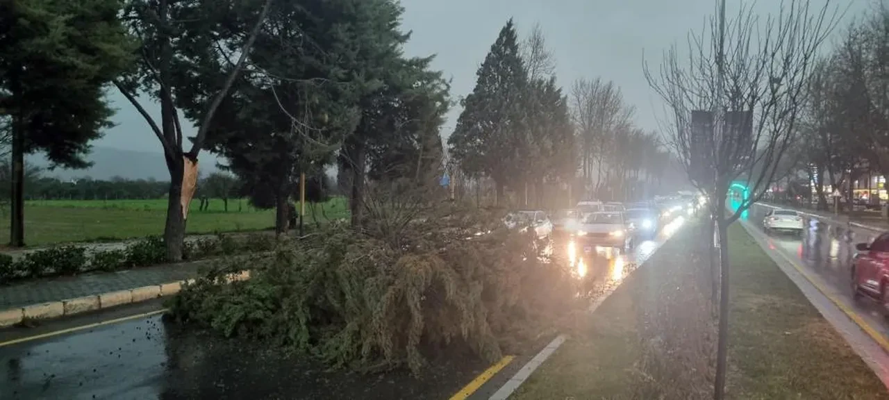 Muğla'da bir günde iki mevsim birden! Datça'da ağaçlar çiçek açtı Menteşe'de fırtına koptu