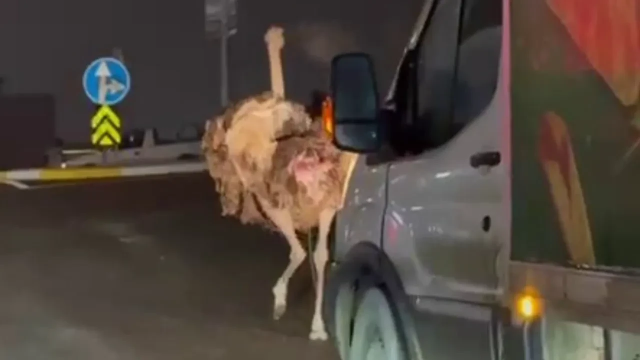 Sakarya'da deve kuşu, trafiği birbirine kattı